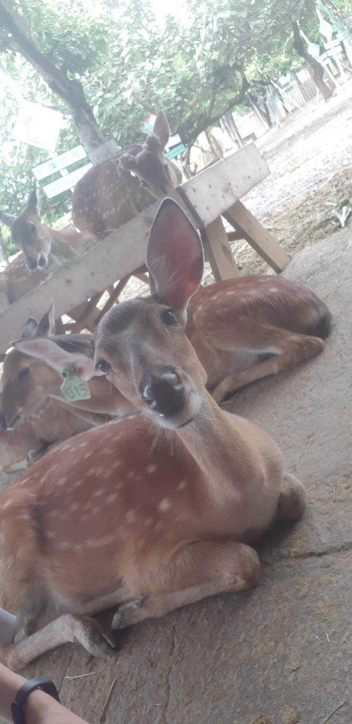 deer