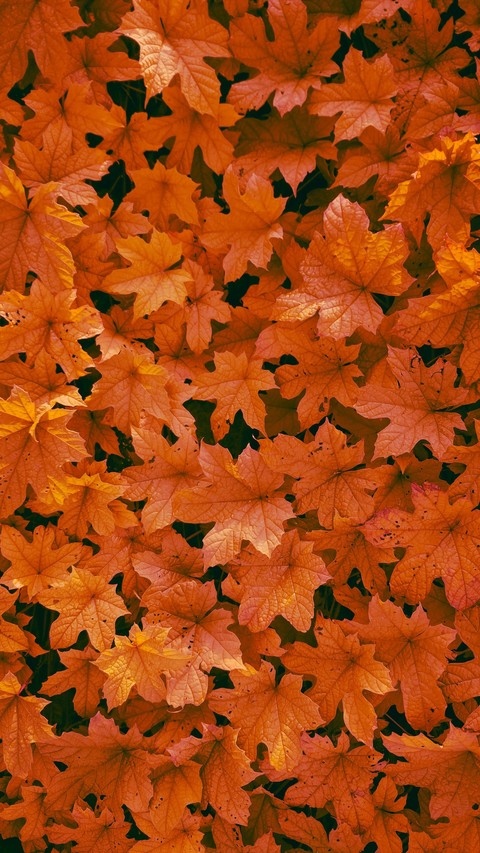 Maple, Yellow duvar kağıtları