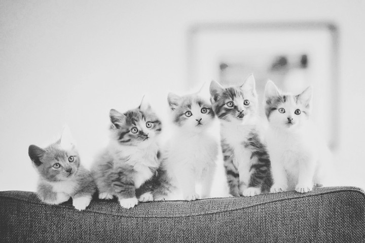 sad cats