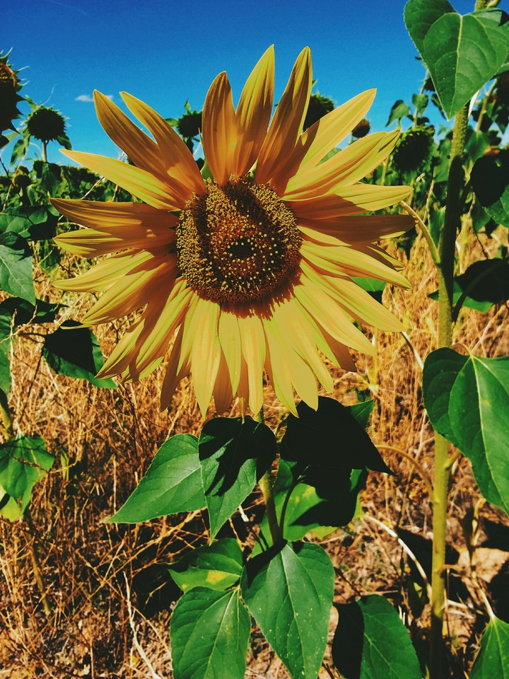 flower