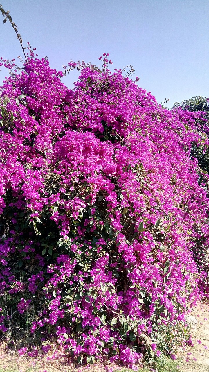 pinjar garden