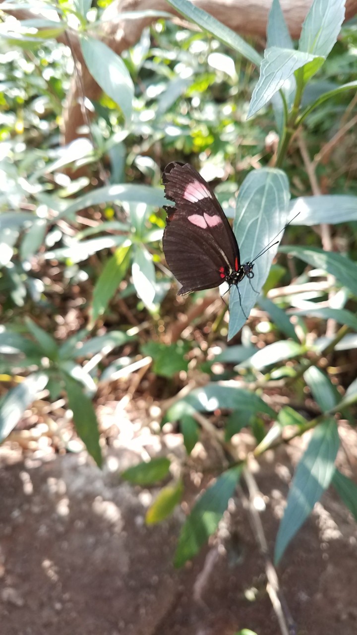 Gracefully becoming a butterfly