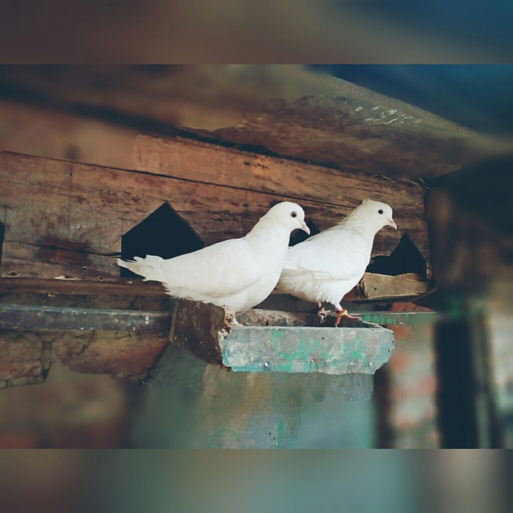 pigeons