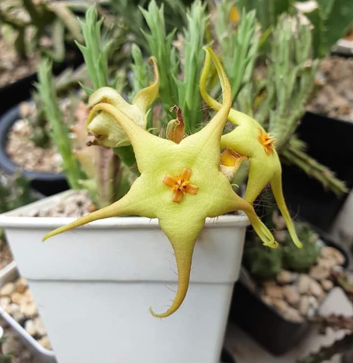 plant
