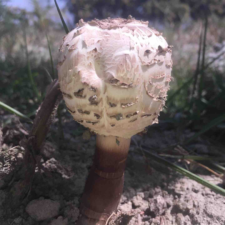 ???
