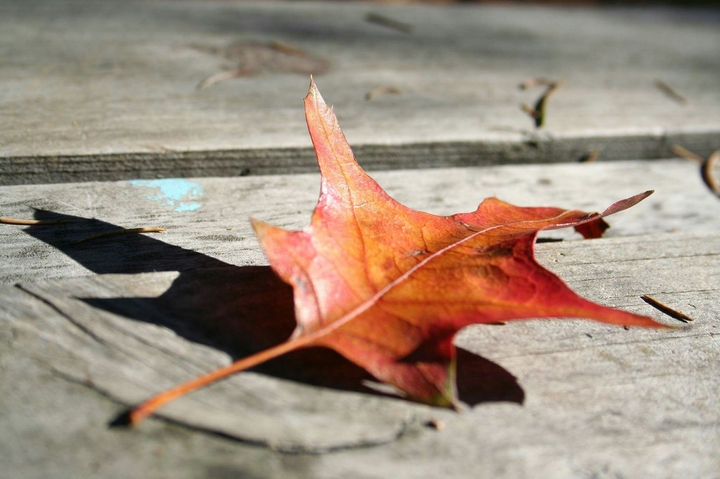 Autumn