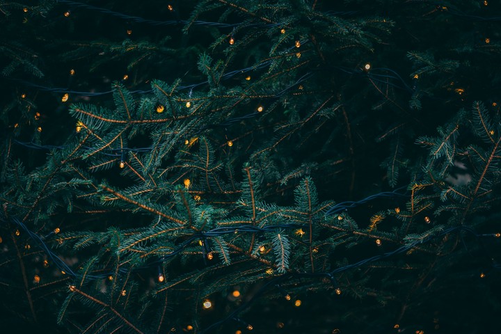 magic Christmas tree