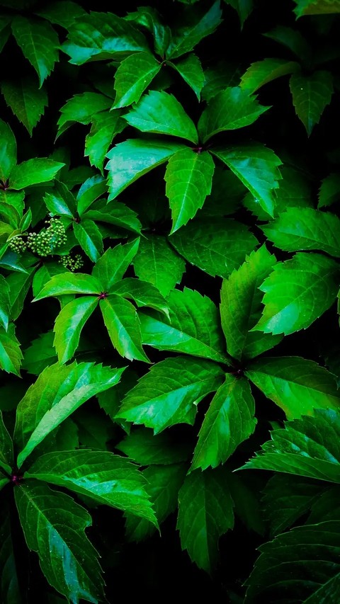 leaves