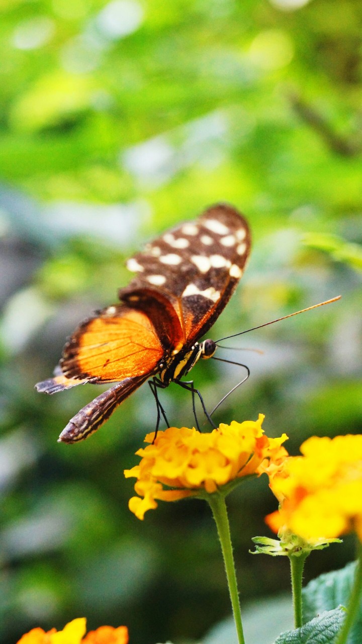 Schmetterling