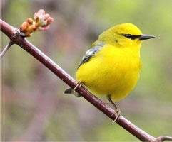 bird