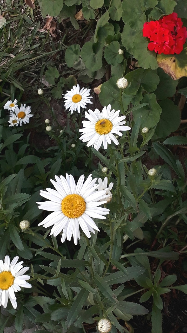 Margaridas da vinha