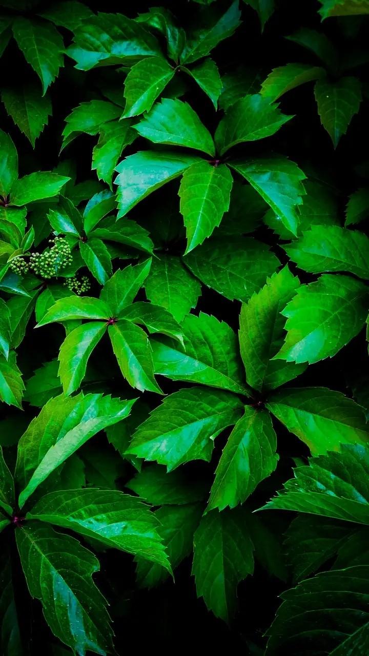 leaves
