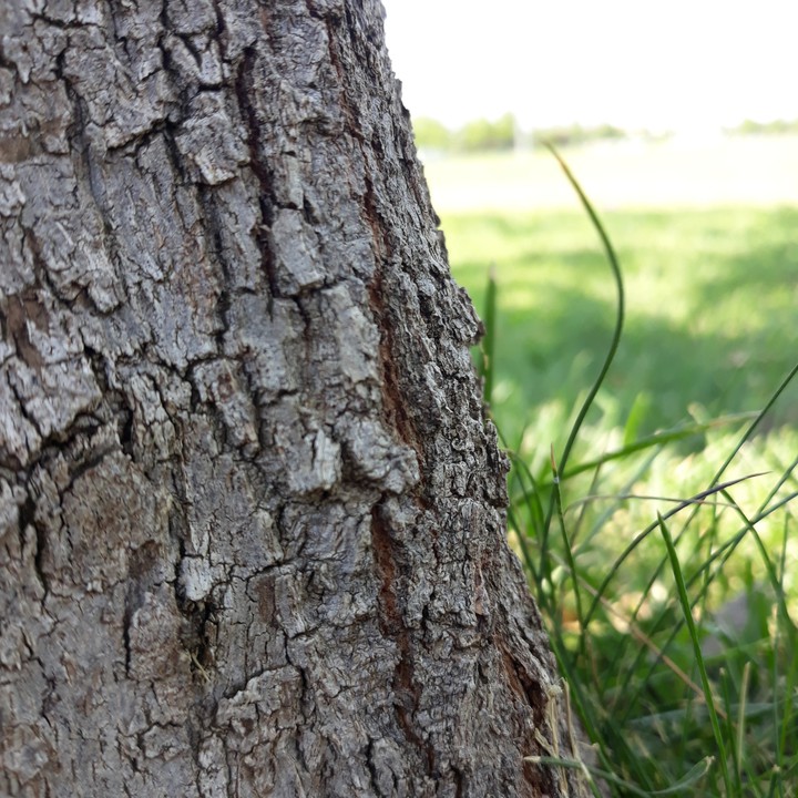 tree's life