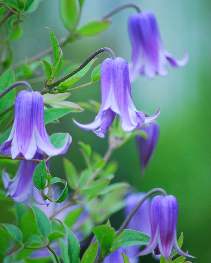 campanula