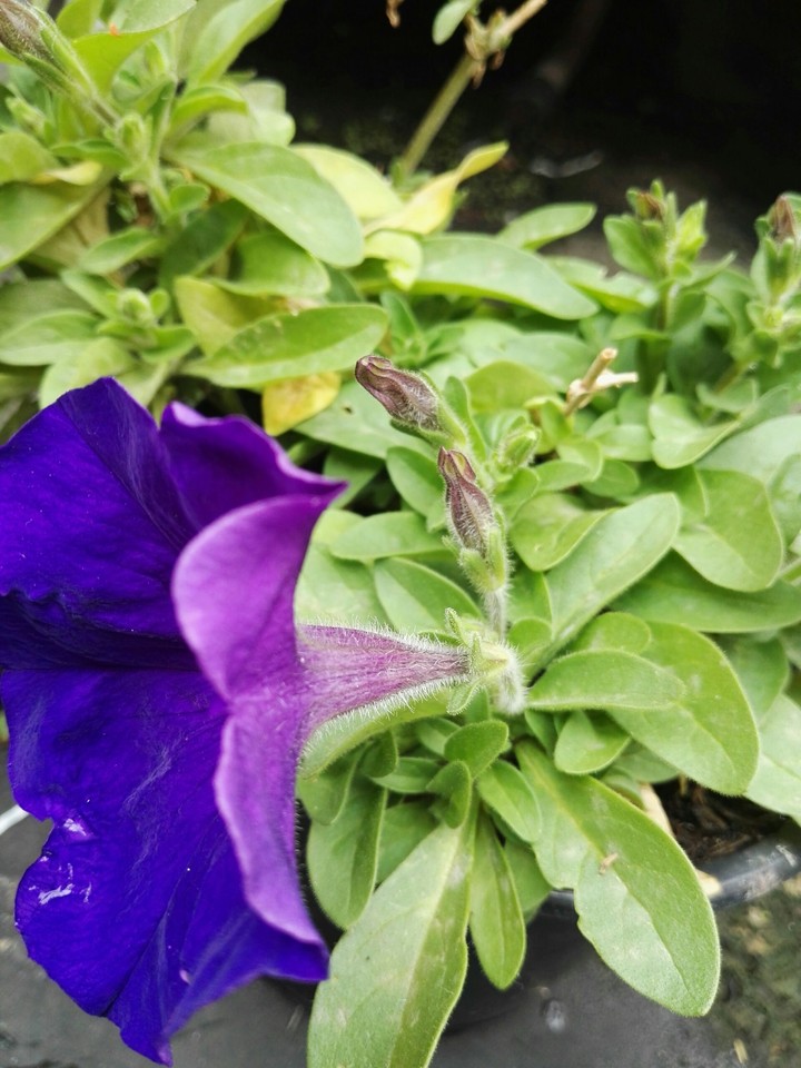 Purple flower