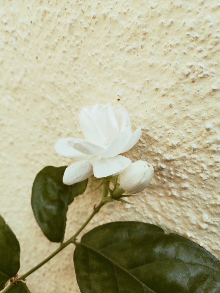 Jasmine Flower
