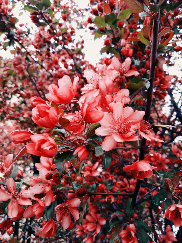 spring power.