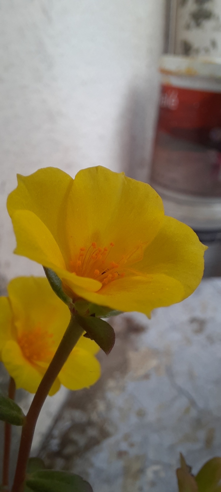 beautiful yellow flower