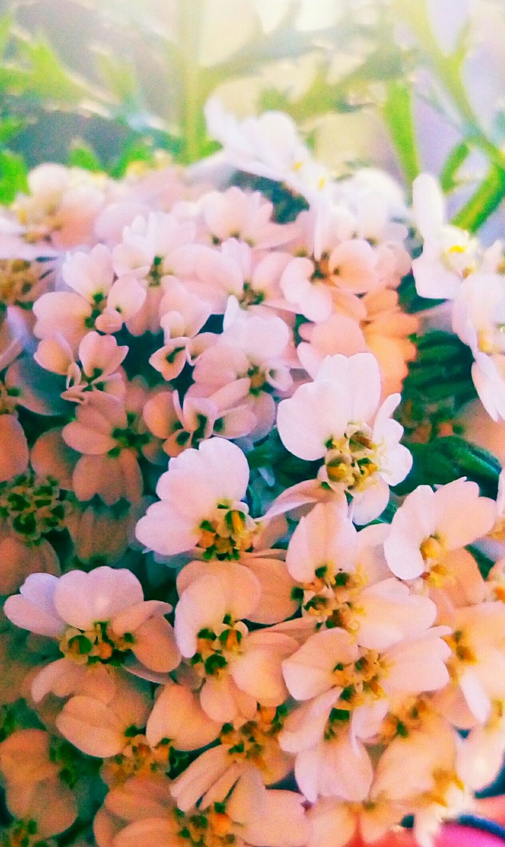 flowers
