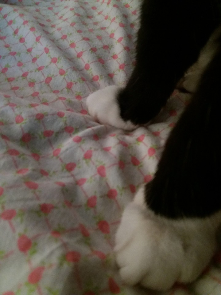 cat