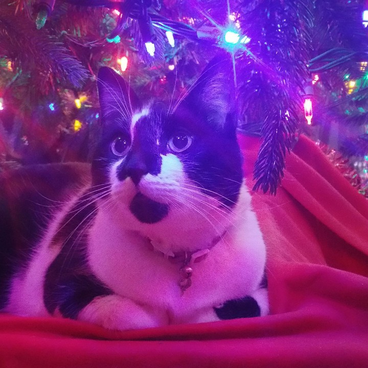 Gritz Cays Yule Pictute