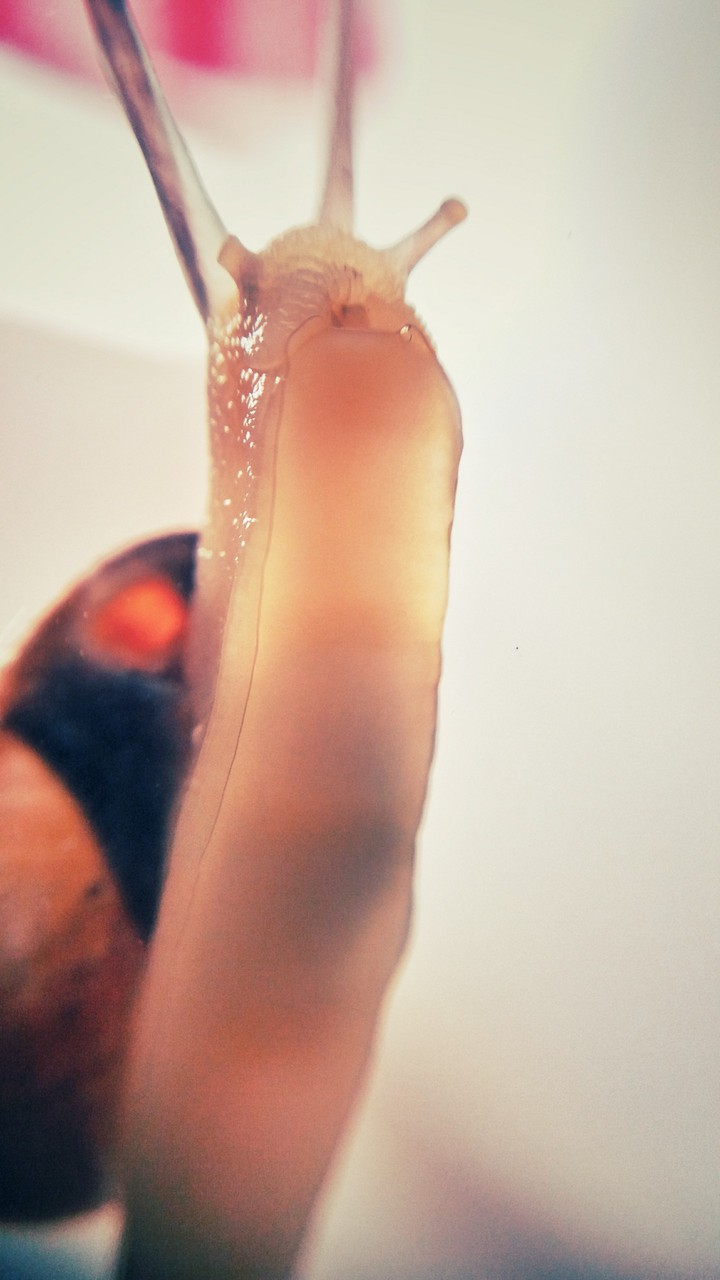 Snail on glass