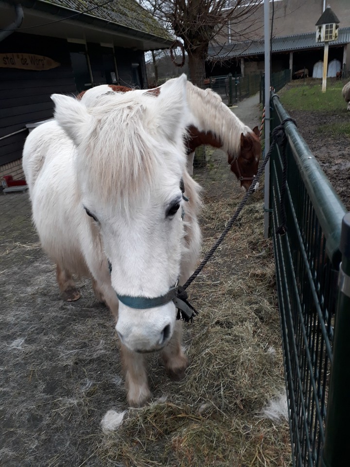 horses