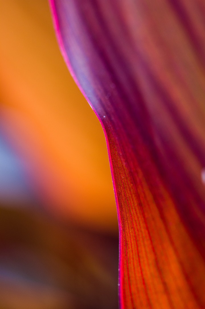 Flower Petals