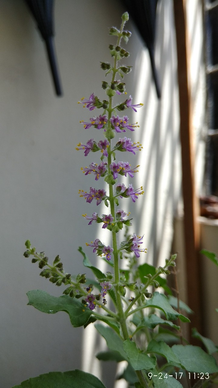 just a small pic from my lawn