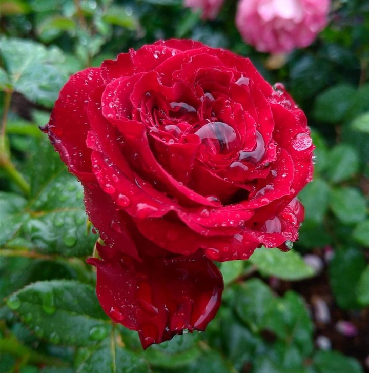 Roses