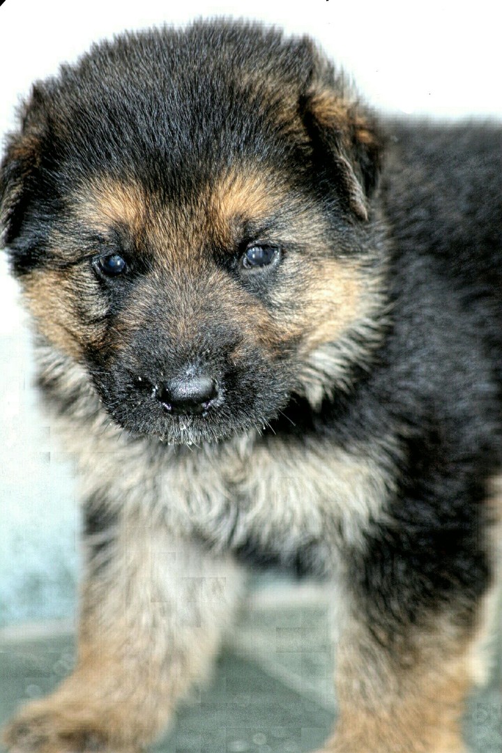 puppy