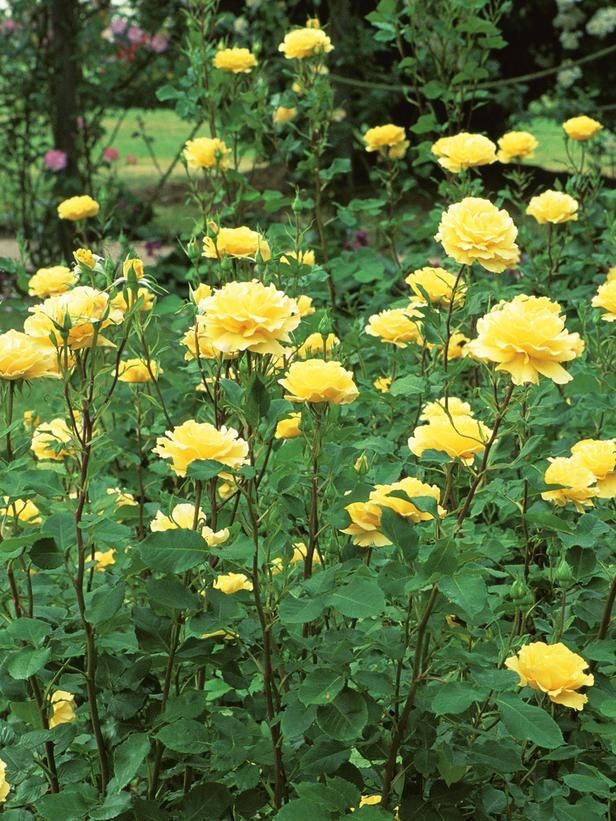 roses garden