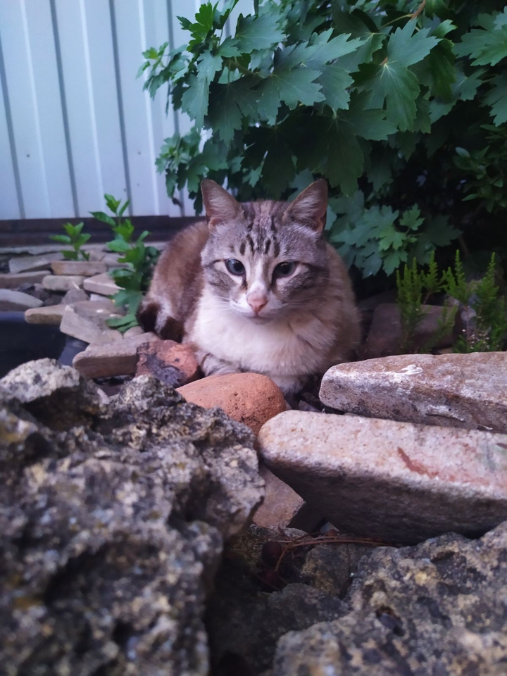 cat