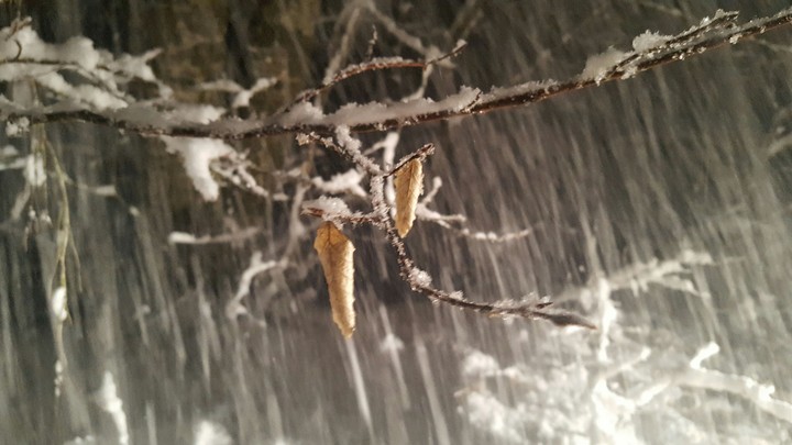 snow&tree