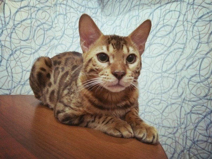 Бенгальский кот