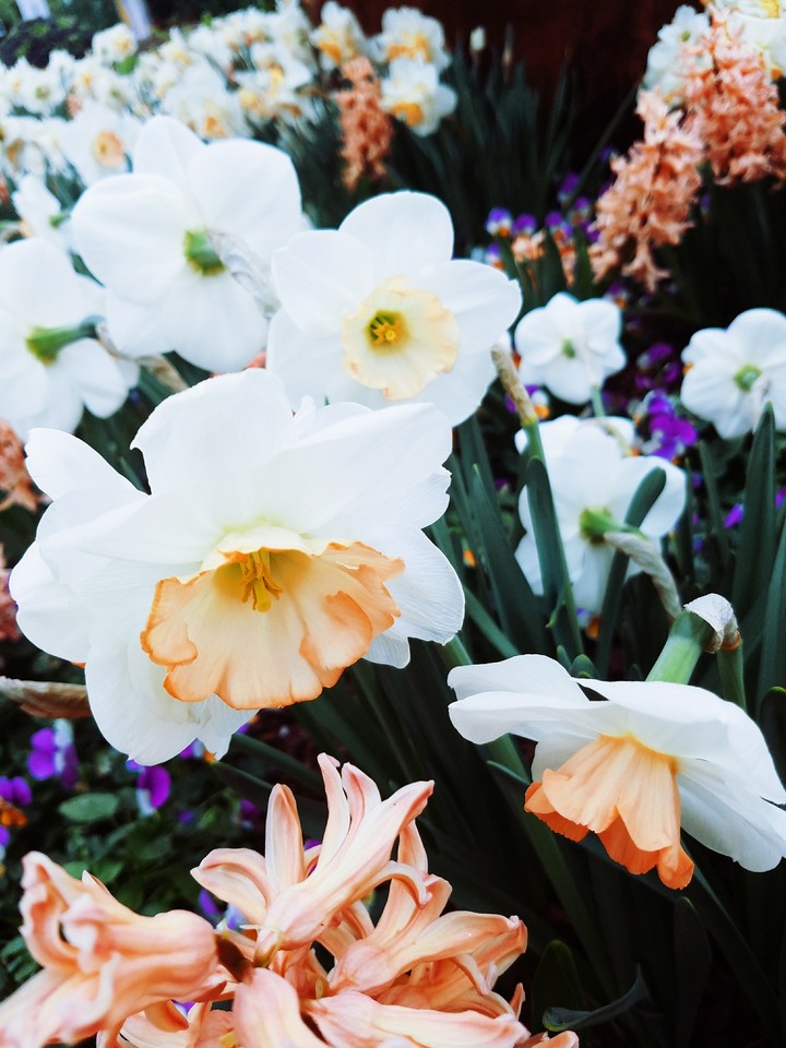 daffodils