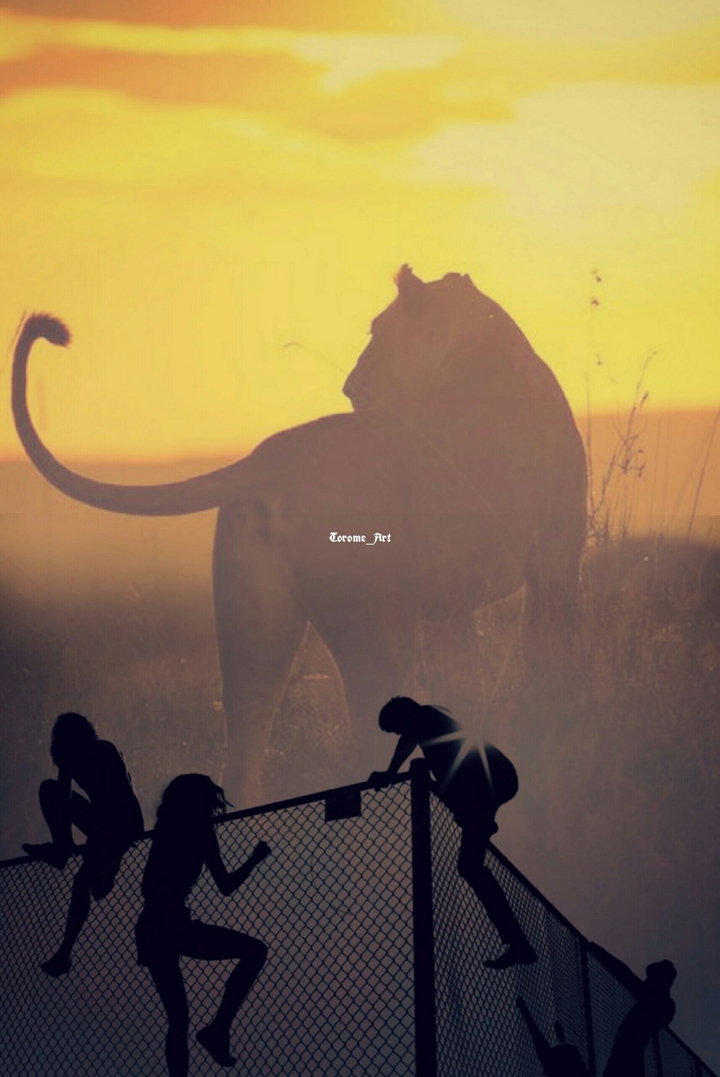 lion
