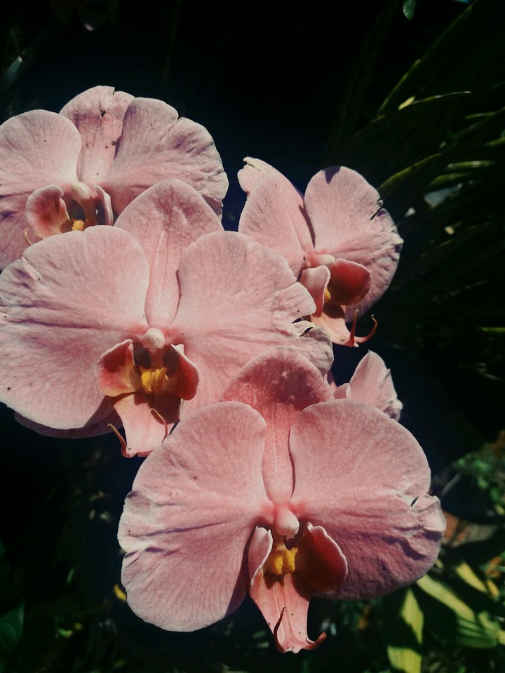 flowers rose