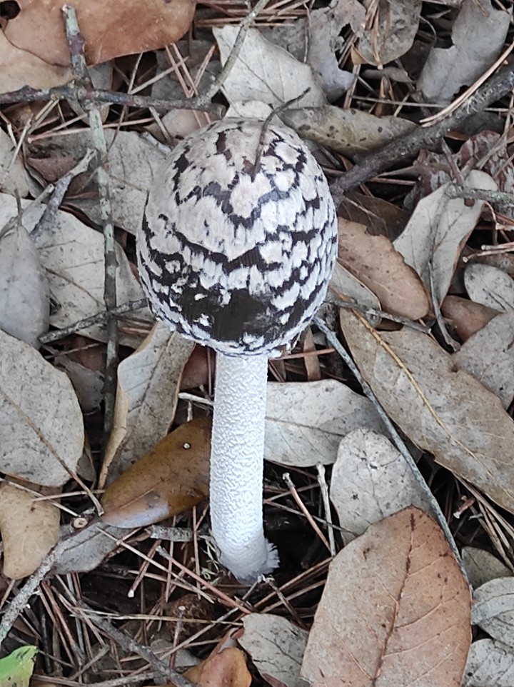 otoño