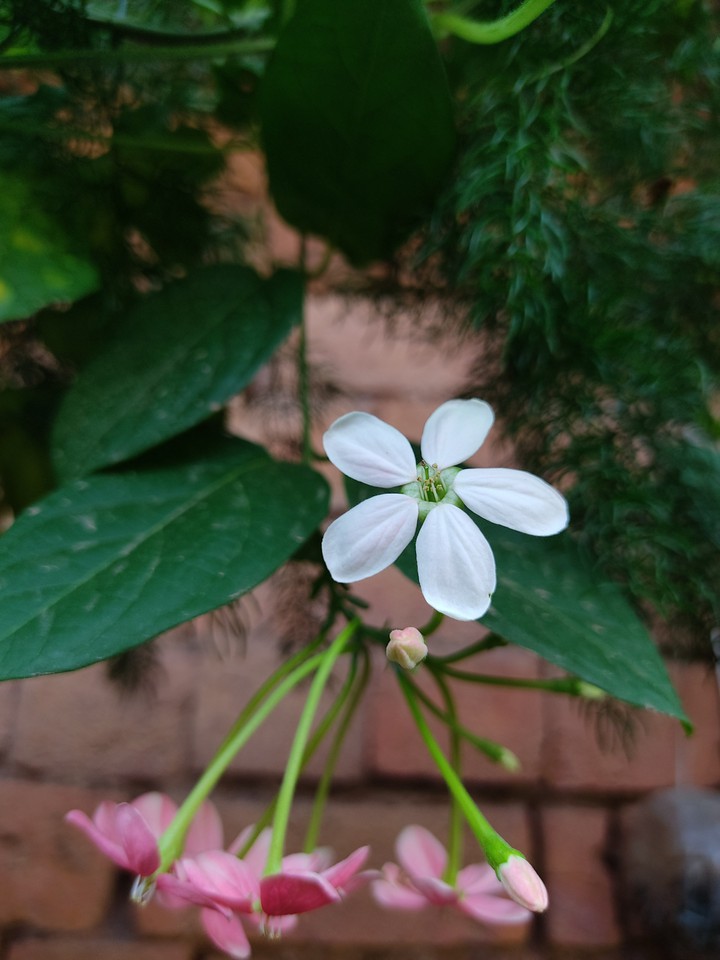 white flower