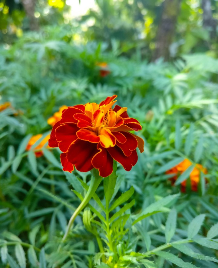December  flower