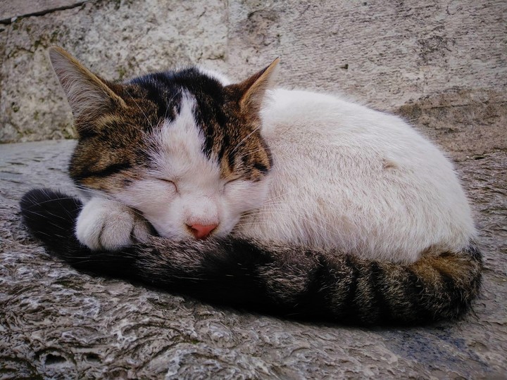 cat