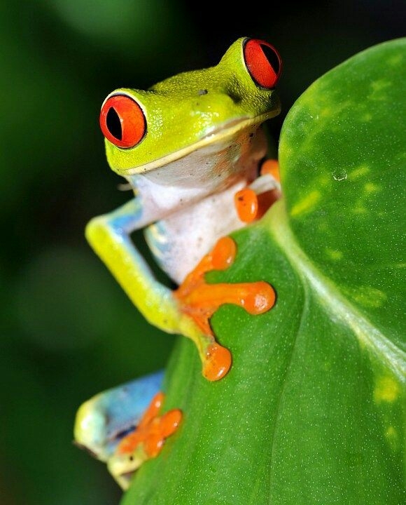 rana colorida