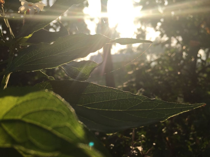 Morning clicks #sunlight#green