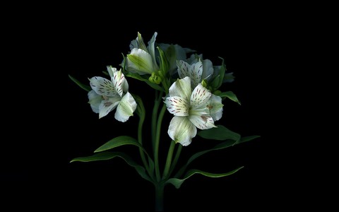 plant, flower Hintergrundbilder