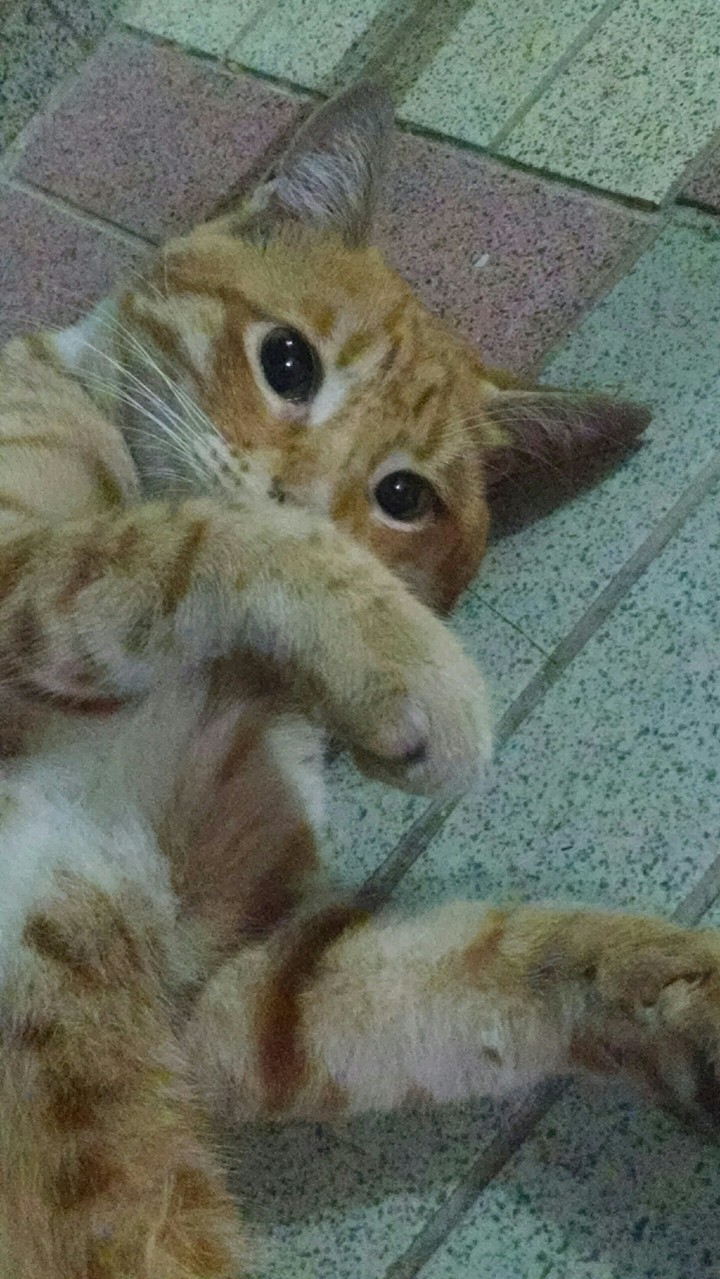 cat