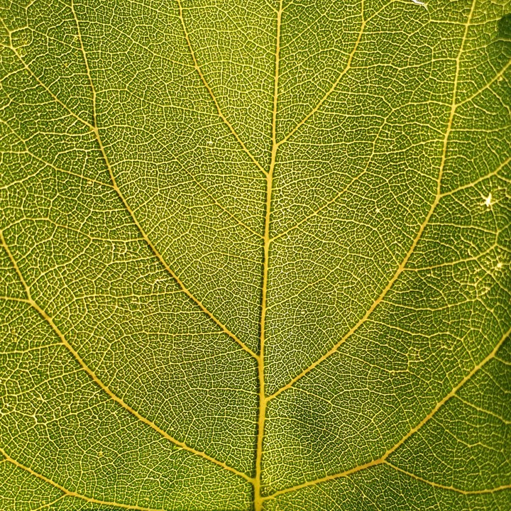 leaf?