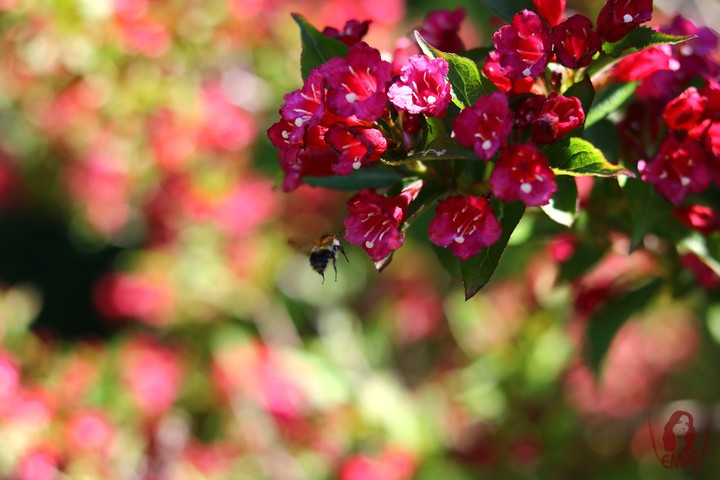 Wunderschöne Blumen