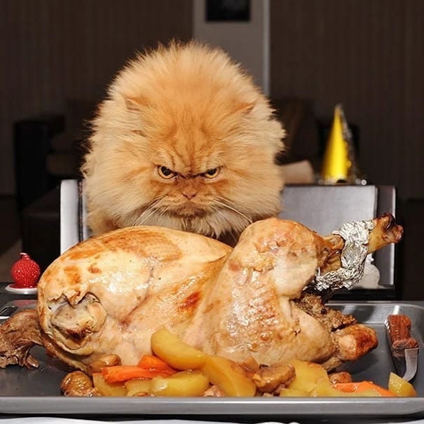 Only my chicken