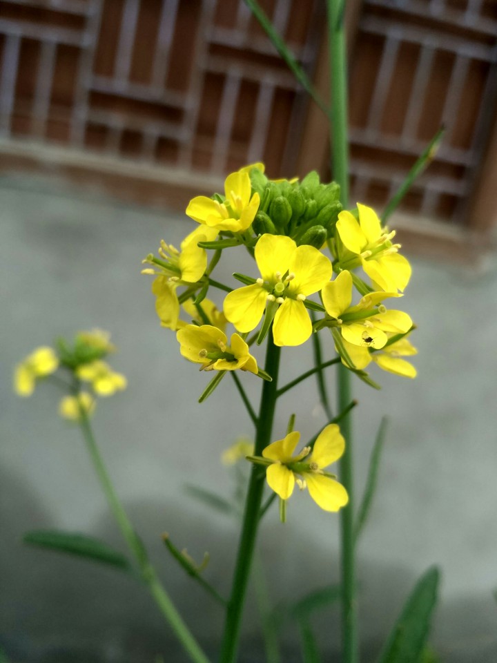 flower